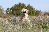 GOLDEN RETRIEVER 146